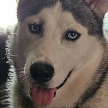 Siberian Husky Dogs Available for Adoption in Roanoke, Virginia - Smokey | PetCurious