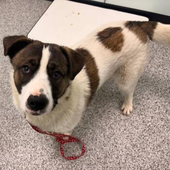 Husky and Akita Dogs Available for Adoption - Bowser | PetCurious