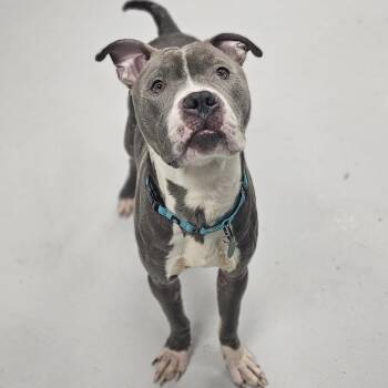 Pit Bull Terrier Dogs Available for Adoption in Chicago, Illinois - Cash ~ Coming Soon!!! | PetCurious