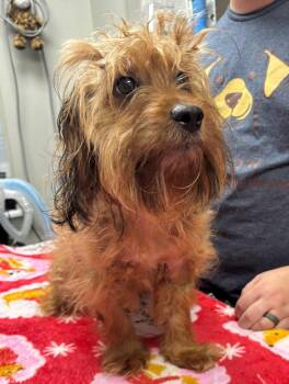 Cavapoo Dogs Available for Adoption in Semmes, Alabama - Scrappy | PetCurious