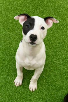 Rescue Hound and Terrier Dogs for Adoption in Carrollton, Virginia - Blue | PetCurious