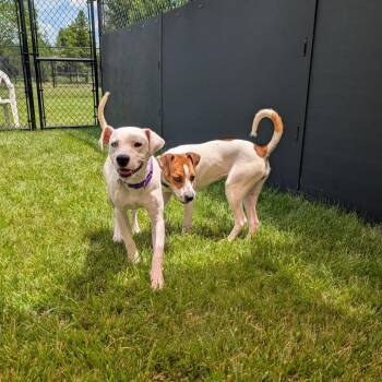Gwen -  Terrier Dog for Adoption in Wheeling, Illinois - Gwen | PetCurious