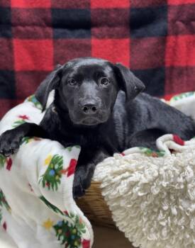 Rescue Shepherd Dogs for Adoption in Lancaster, Ohio - Chickpea (purple-Orange Collar) | PetCurious