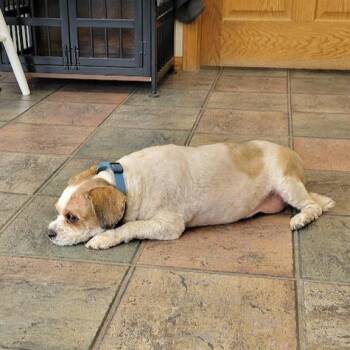 Shih Tzu and Bichon Frise Dogs Available for Adoption in Grand Island, Nebraska - Jasper | PetCurious
