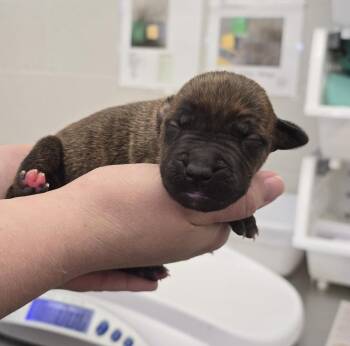 Cabernet -  Terrier Dog for Adoption in Evansville, Indiana - Cabernet | PetCurious