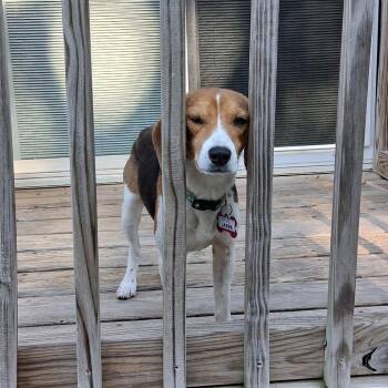 Beagle Dogs Available for Adoption in Wake Forest, North Carolina - Lassie | PetCurious