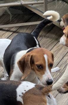 Rescue Treeing Walker Coonhound Dogs for Adoption in Grandy, North Carolina - Jim And Jam | PetCurious