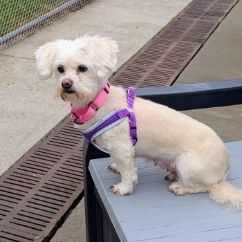 Maltese Dogs Available for Adoption in Stratford, Connecticut - Elfie | PetCurious