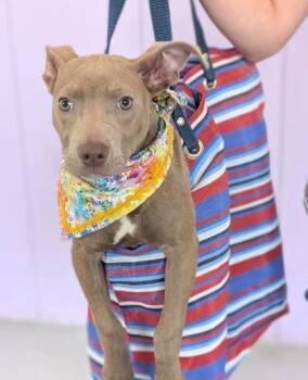 Sarah -  Terrier Dog for Adoption in Gulfport, Mississippi - Sarah | PetCurious