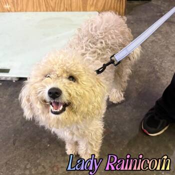 Lady Rainicorn -  Poodle and Mixed Breed Dog for Adoption in Hillsboro, Ohio - Lady Rainicorn | PetCurious