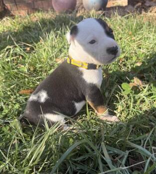 Pit Bull Terrier and Australian Shepherd Dogs Available for Adoption - Annabelle | PetCurious