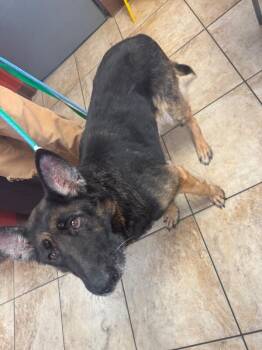 Mimi -  Mixed Breed Dog for Adoption in Cincinnati, Ohio - Mimi | PetCurious