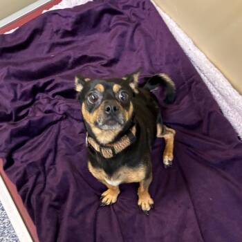 Tulin -  Chihuahua and Pug Dog for Adoption in Binghamton, New York - Tulin | PetCurious