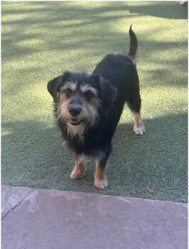 Terrier Dogs Available for Adoption in Houston, Texas - DUNCAN | PetCurious