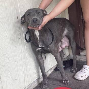 KISSES -  American Staffordshire Terrier Dog for Adoption in San Antonio, Texas - KISSES | PetCurious