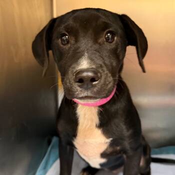 Rescue Mixed Breed Dogs for Adoption in Chattanooga, Tennessee - Trick | PetCurious