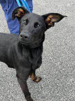 THELMA -  German Shepherd Dog Dog for Adoption in Canfield, Ohio - THELMA | PetCurious
