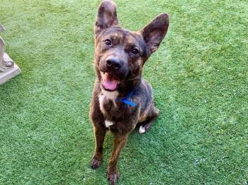 Shepherd and Pit Bull Terrier Dogs Available for Adoption in San Marcos, California - SAVE ME PLEASE! Tempo #A549624 | PetCurious