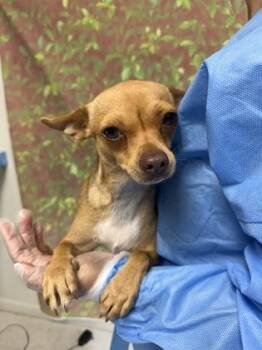 Reina -  Chihuahua and Mixed Breed Dog for Adoption in San Antonio, Texas - Reina | PetCurious