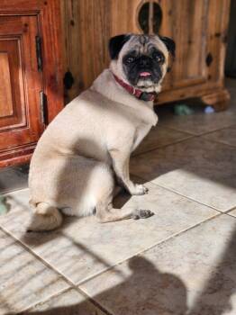 Rescue Pug Dogs for Adoption in Mesa, Arizona - Pugabelle | PetCurious