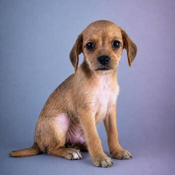 Klaus (Red Collar) -  Miniature Dachshund and Chihuahua Dog for Adoption in Newport, Tennessee - Klaus (Red Collar) | PetCurious