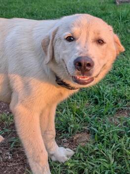 Latte -  Great Pyrenees and Anatolian Shepherd Dog for Adoption in Osceola, Missouri - Latte | PetCurious