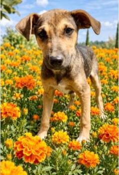 Mary Kate (Olsen) -  German Shepherd Dog Dog for Adoption in Rollingwood, Texas - Mary Kate (Olsen) | PetCurious