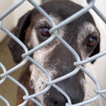 71462 -  Hound Dog for Adoption in Harrisonburg, Virginia - 71462 | PetCurious