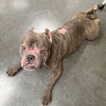Bandit -  Mixed Breed Dog for Adoption in Dickinson, Texas - Bandit | PetCurious