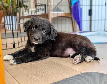 Littlefoot -  Labrador Retriever and Mixed Breed Dog for Adoption in Los Angeles, California - Littlefoot | PetCurious