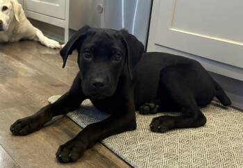 Labrador Retriever Dogs Available for Adoption in Boston, Massachusetts - Tucker Man | PetCurious