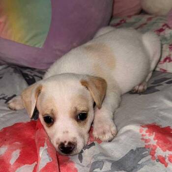 Clover -  Terrier and Mixed Breed Dog for Adoption in San Diego, California - Clover | PetCurious