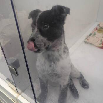 Australian Cattle Dog Blue Heeler Dogs Available for Adoption - HARLOW | PetCurious
