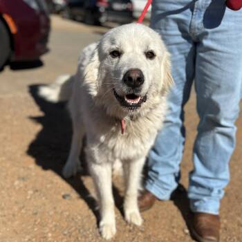 Great Pyrenees Dogs Available for Adoption - White Out | PetCurious