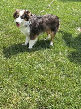 TEDDY (MINI -only 16 lbs) -  Australian Shepherd Dog for Adoption in Elyria, Ohio - TEDDY (MINI -only 16 Lbs) | PetCurious