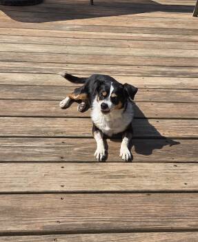 Liberty K 26103 -  Terrier Dog for Adoption in Parker, Colorado - Liberty K 26103 | PetCurious
