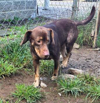 Doobie -  Basset Hound Dog for Adoption in Fayetteville, West Virginia - Doobie | PetCurious