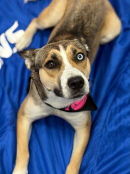 Cinnamon -  Husky and Mixed Breed Dog for Adoption in Oxford, Michigan - Cinnamon | PetCurious