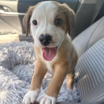 Brew -  Pit Bull Terrier Dog for Adoption in Charlotte, North Carolina - Brew | PetCurious