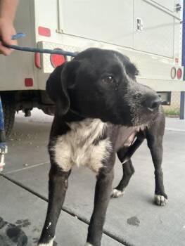 Rescue Terrier Dogs for Adoption in Thousand Oaks, California - Jaden - URGENT!! | PetCurious