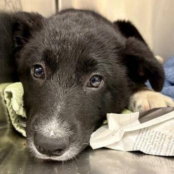 Dark Chocolate -  Australian Cattle Dog Blue Heeler and Border Collie Dog Available for Adoption in Sacramento, California - Dark Chocolate | PetCurious