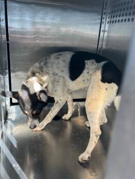 Rescue Mixed Breed Dogs for Adoption in Columbus, Georgia - Camo Tag 98 | PetCurious