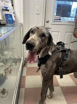 Duke -  Great Dane Dog for Adoption in Ontario, California - Duke | PetCurious