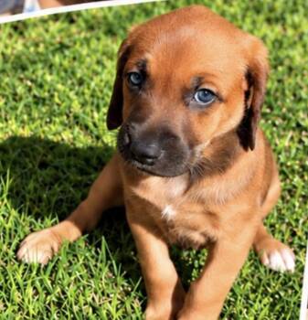 Tater -  Rhodesian Ridgeback Dog for Adoption in Scottsdale, Arizona - Tater | PetCurious