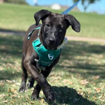 Labrador Retriever and German Shepherd Dog Dogs Available for Adoption in Friendswood, Texas - Victoria Valentina Loves Everyone And Hikes | PetCurious