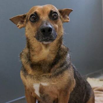 Sayde -  Shepherd and Mixed Breed Dog for Adoption in Bradenton, Florida - Sayde | PetCurious