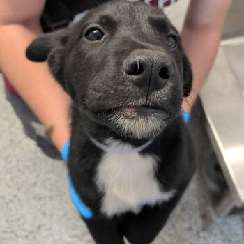 Apple Strudel -  Labrador Retriever and Collie Dog for Adoption in Hattiesburg, Mississippi - Apple Strudel | PetCurious