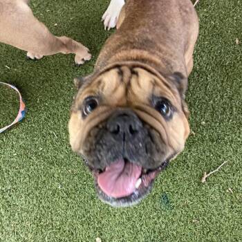 Cookie -  French Bulldog and English Bulldog Dog for Adoption in Providence, Rhode Island - Cookie | PetCurious