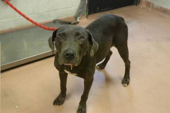 RAYNER -  Mixed Breed Dog for Adoption in Columbia, South Carolina - RAYNER | PetCurious