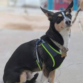 Remy OS NV -  Corgi and Mixed Breed Dog for Adoption in Las Vegas, Nevada - Remy OS NV | PetCurious
